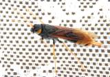 Viespae_Lepsae_II.jpg