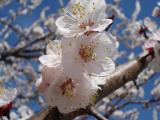 DSC01517.JPG
