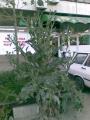 Arbore_decorativ.jpg