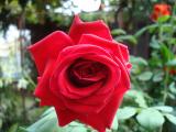 DSC01002.JPG